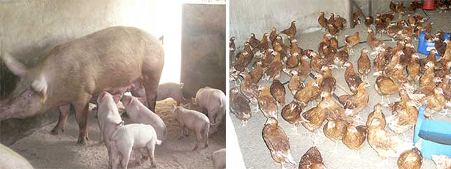 Filière avicole et porcherie de la ferme de Voka au Congo