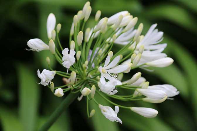 Le Bicentenaire Qu’en dites-vous?