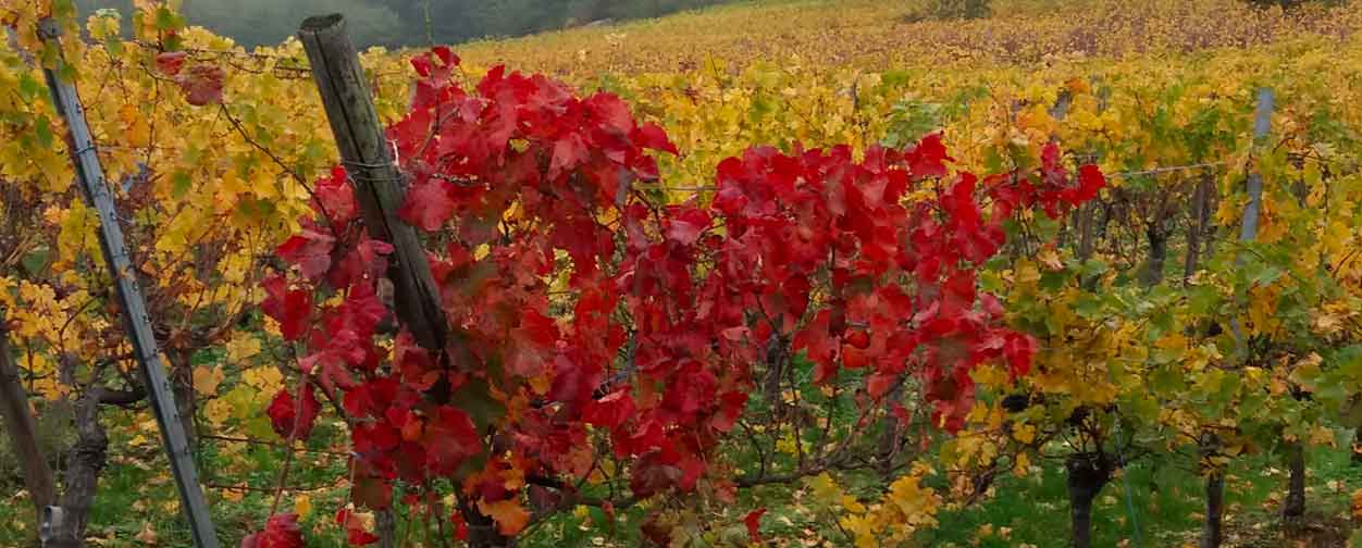 la vigne